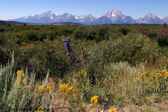 Odoo image and text block